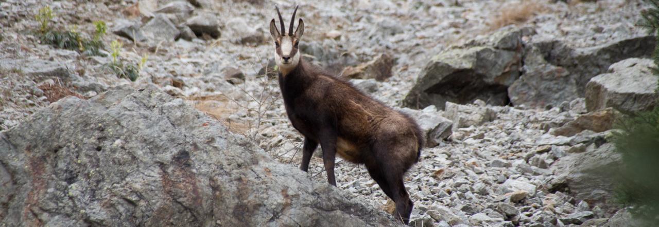 Chamois à Valestrèche