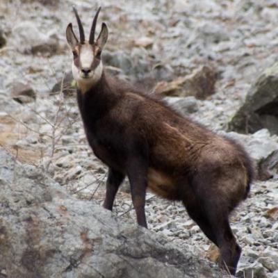 Chamois à Valestrèche