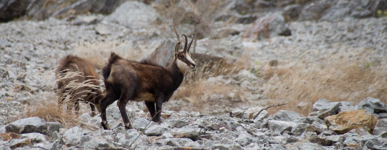 Chamois à Valestrèche