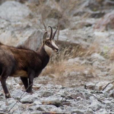 Chamois à Valestrèche