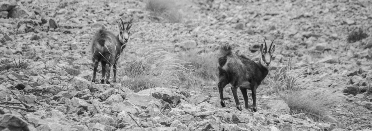 chamois à Valestrèche