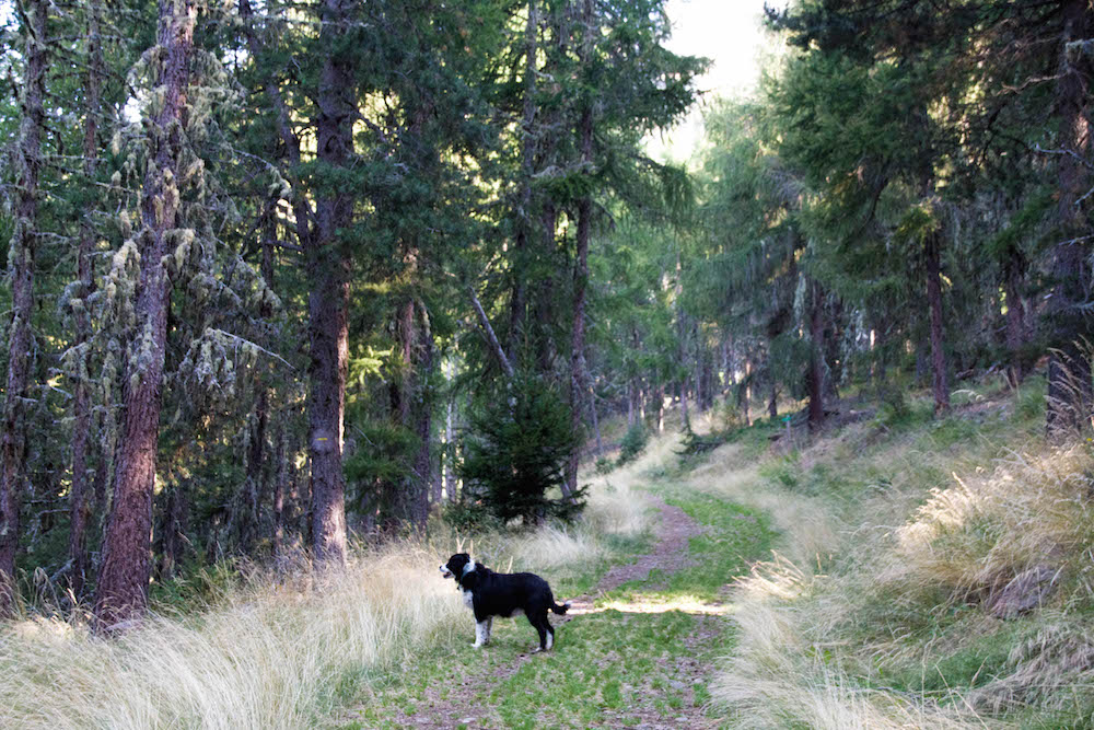 sentier sous les mélèzes