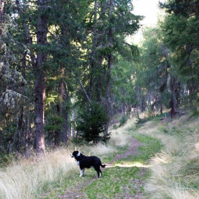 sentier sous les mélèzes