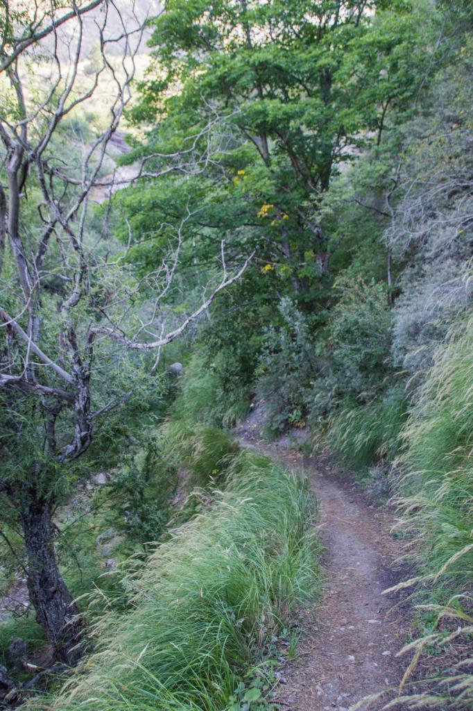 Sentier ombragé