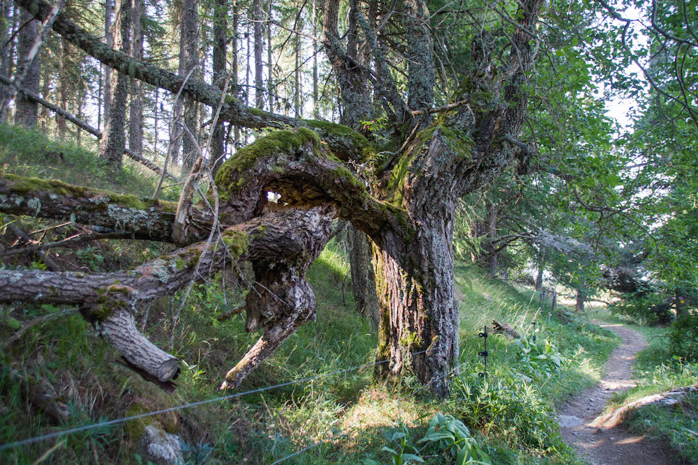 De drôles d'arbres