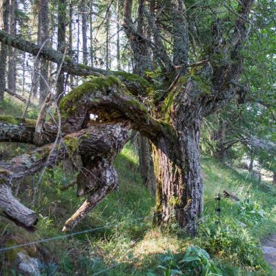 De drôles d'arbres