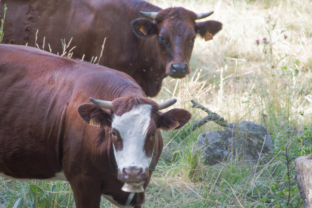 Des bêtes curieuses