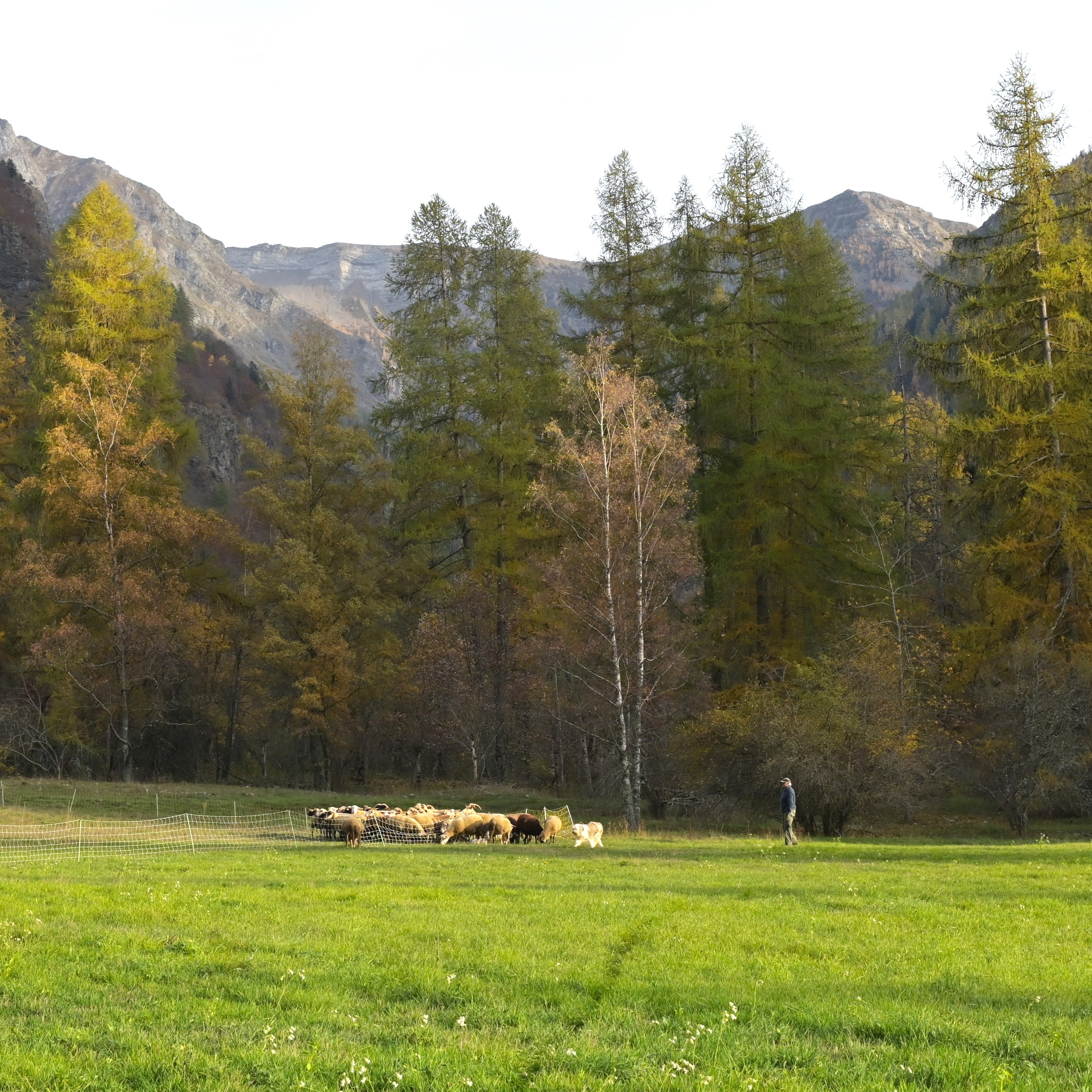 Berger avec ses moutons