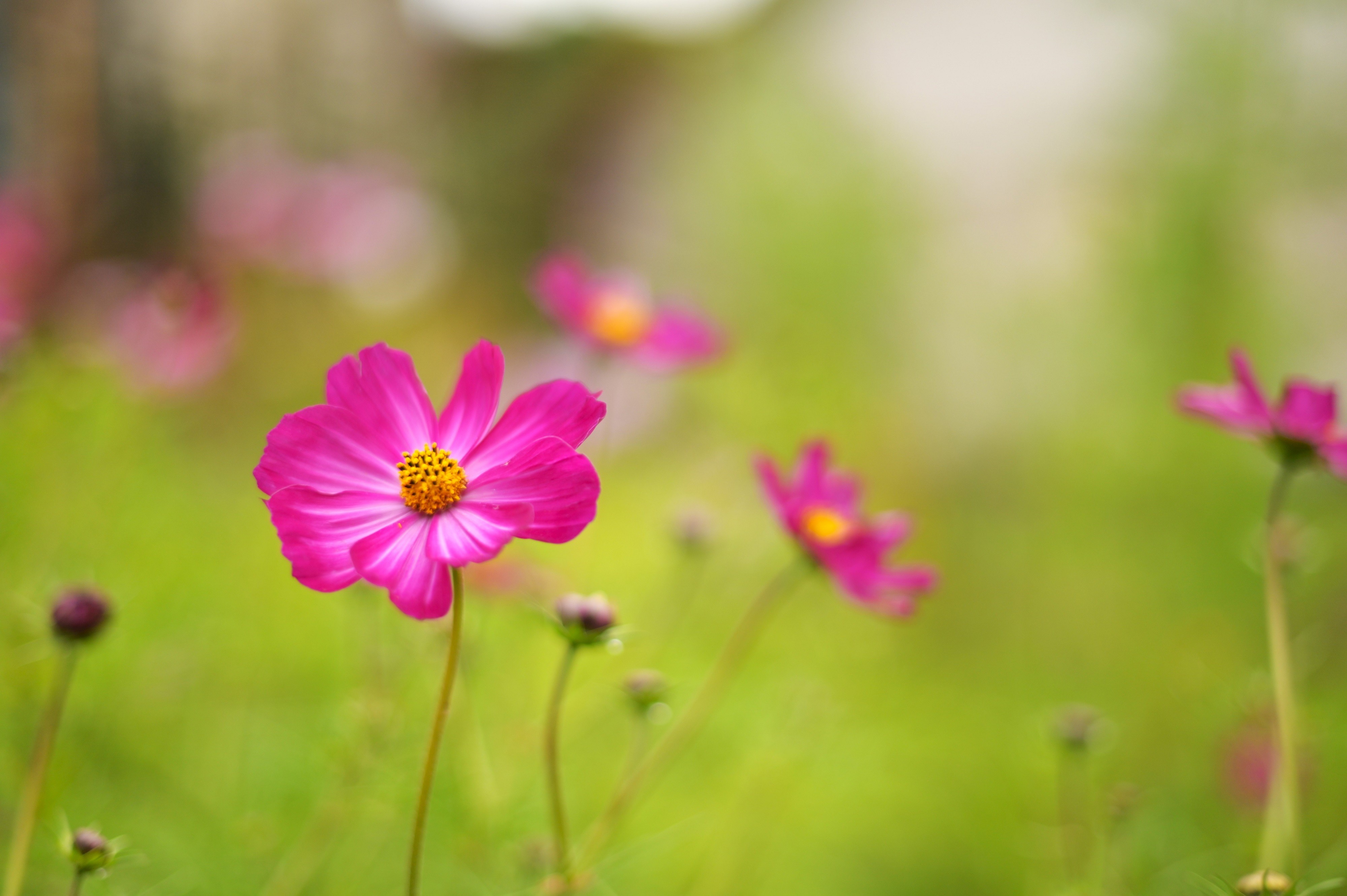 Fleur de  Cosmos dans le jardin du gîte