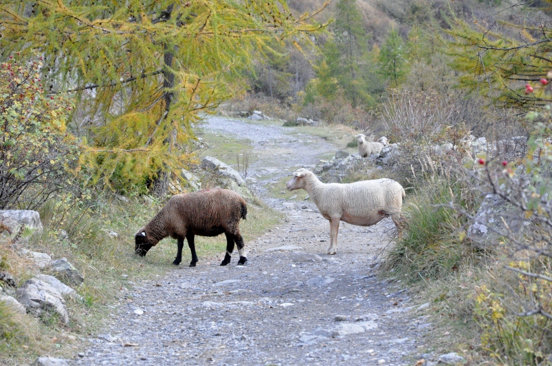 Rencontre automnale sur le sentier