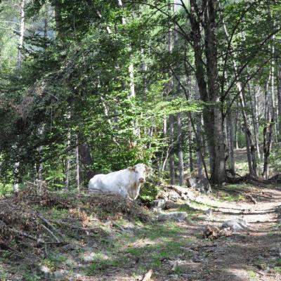 Rencontre sur le sentier du col de Fontfroide