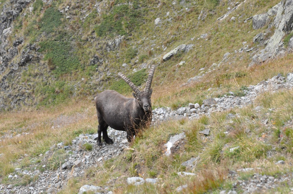 Bouquetin sur le sentier