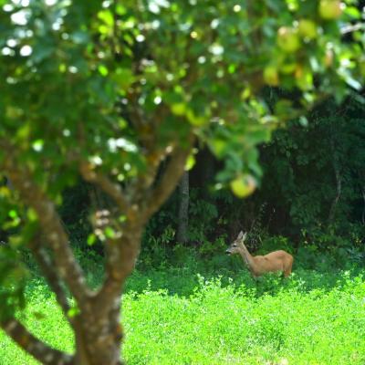 Chevreuil en face du gîte