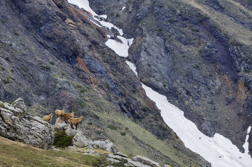 Entre neige et pelouse