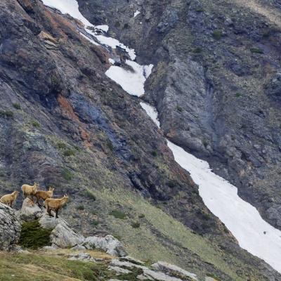 Entre neige et pelouse