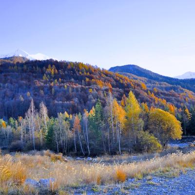 Forêt haut Champsaur