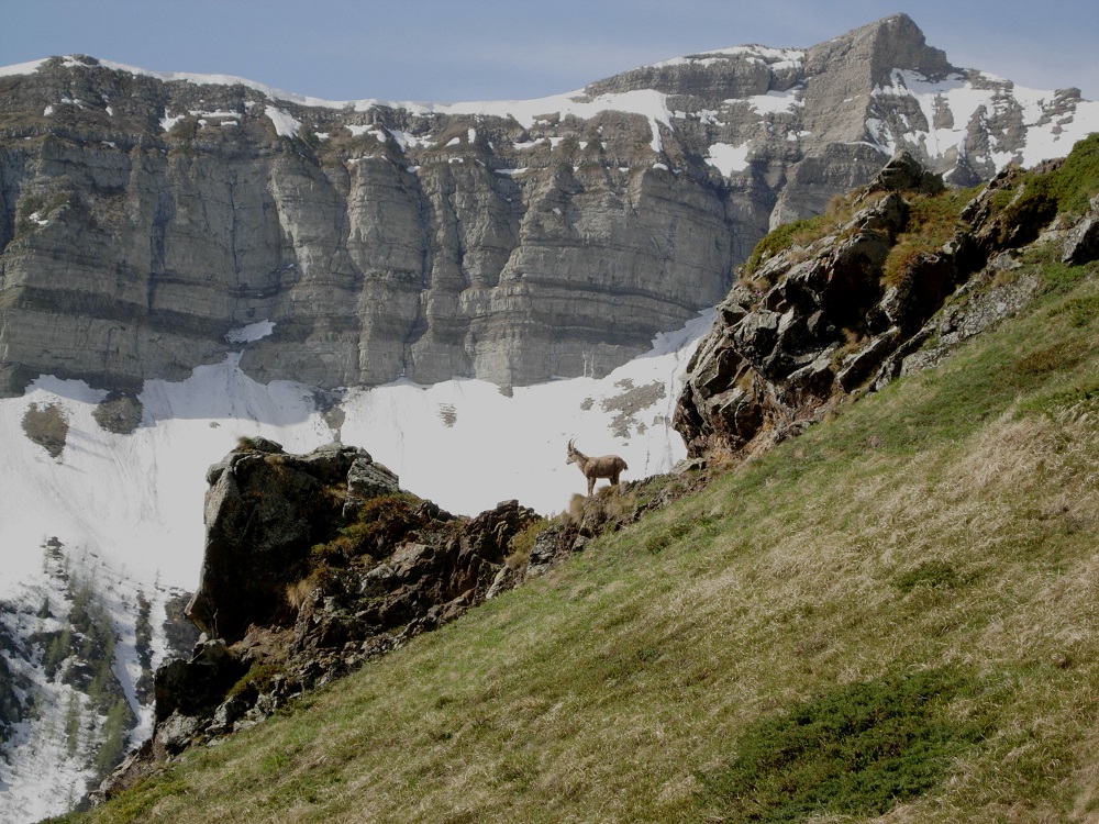 Falaise de calcaire