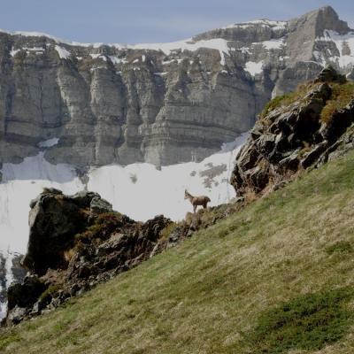 Falaise de calcaire