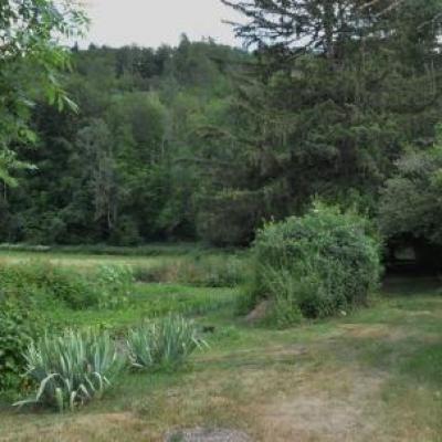 vue sur la forêt