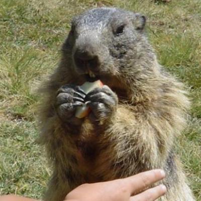 Marmotte de Prapic