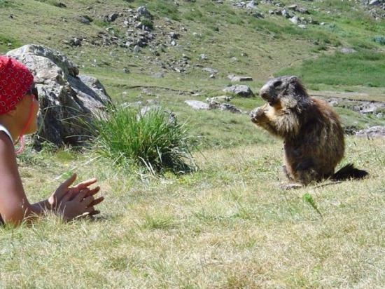 Marmotte au Saut du Layre