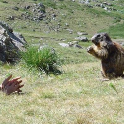 Marmotte au Saut du Layre