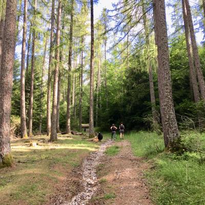 Sentier à Bois Vert