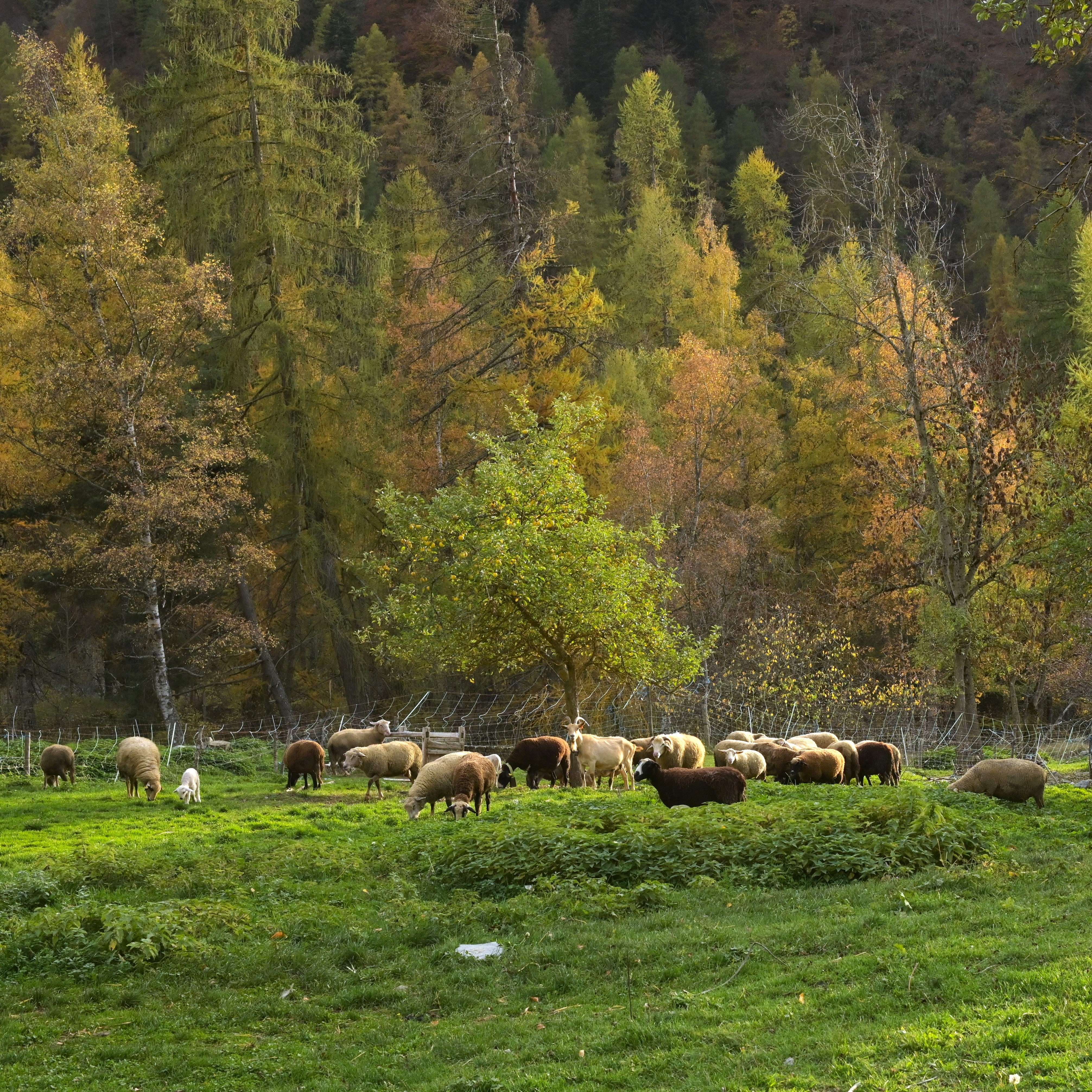 troupeau de moutons