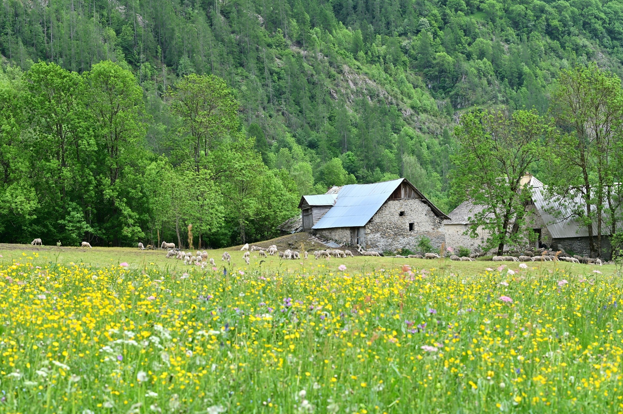 Prairie fleurie à Champoléon au mois de Mai