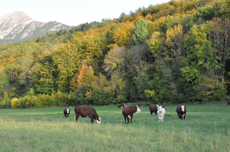 troupeau à l'automne.jpg