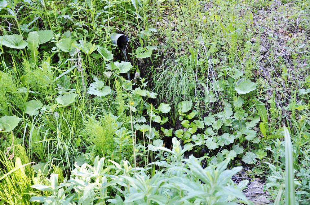 La flore autour de la source