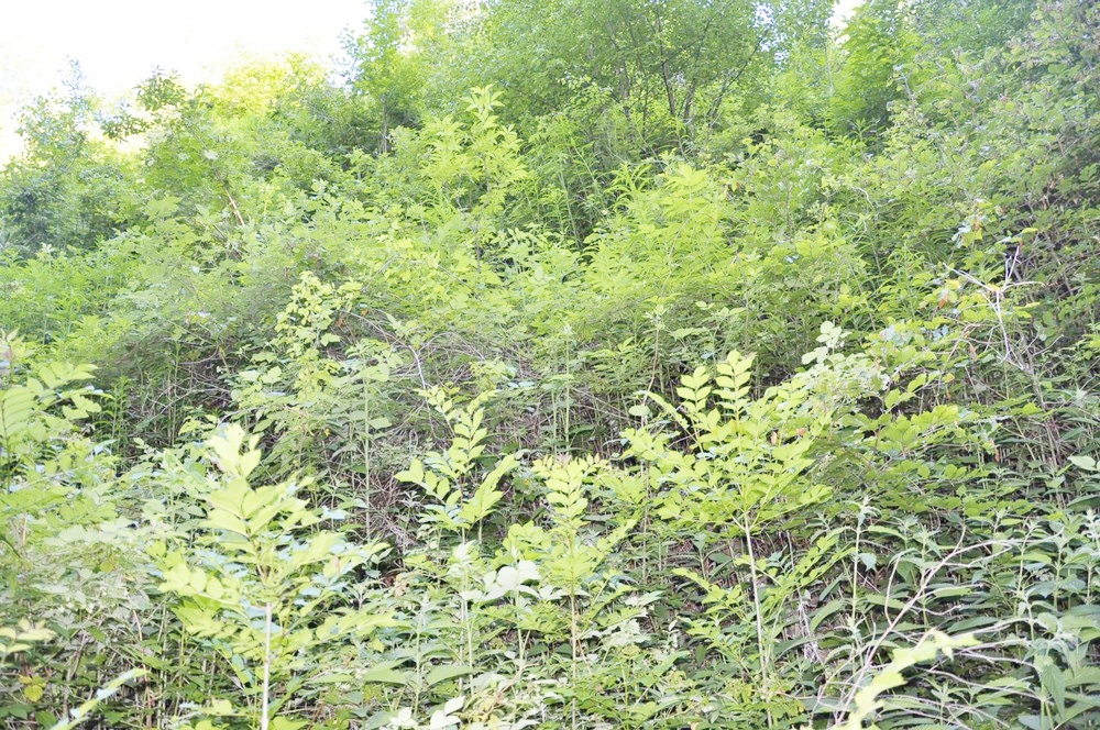 dsc0129.jpg