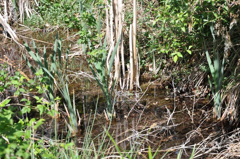 mare-du-canal-neuf.jpg